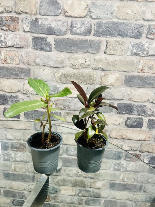 Фікус, сезонний розпродаж! Фикус