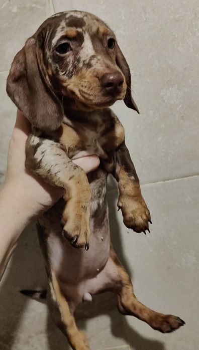 Шоколадно-мраморная девочка мини таксы с документами клуба