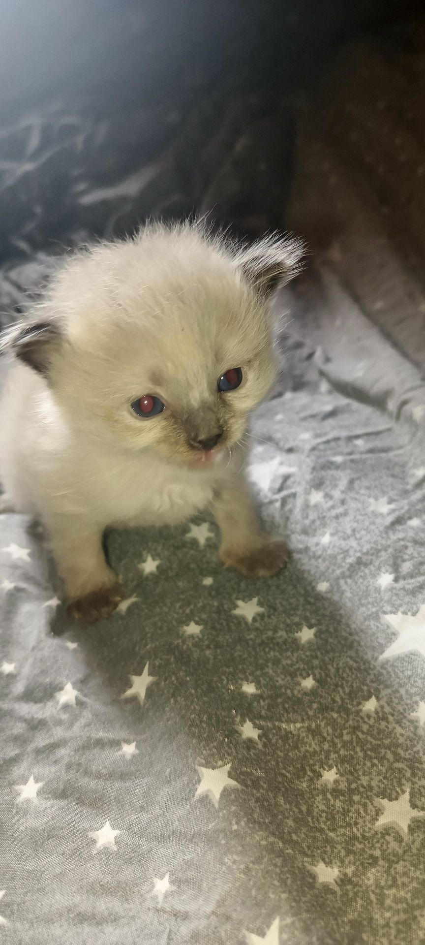 Котики безкоштовно