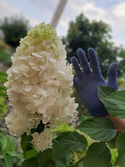 Набір метровидних гортензій 4шт. 1 річніх