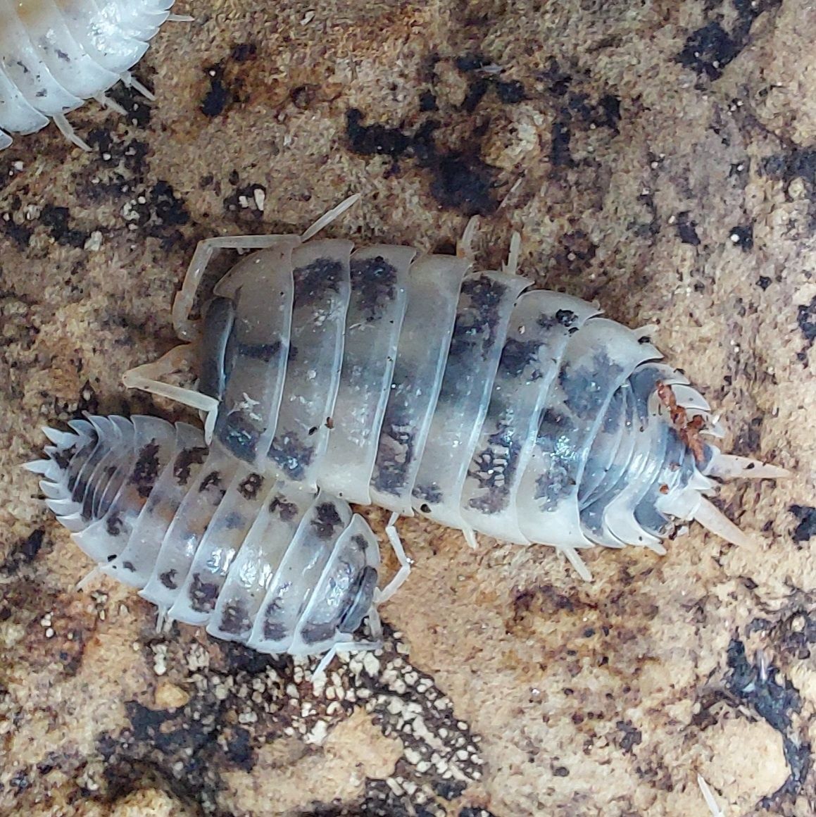 Isopody, Równonogi, ekipa sprzątająca Porcellio laevis Dairy Cow