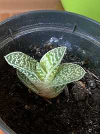 Aloes Tygrysi (Aloe variegata) Pstry 5 cm