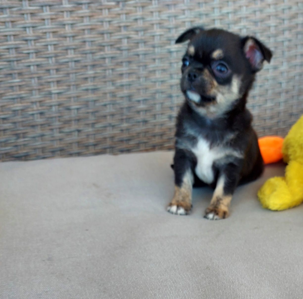 Espetacular Chihuahua Machinho