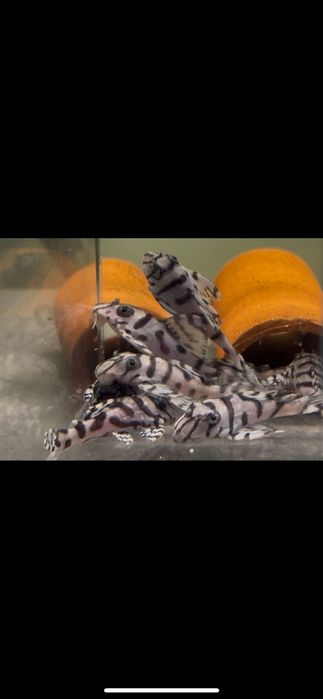 Hypancistrus l 236 super white zbrojnik 4+