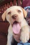 Labrador retriever z rodowodem