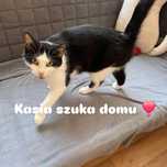 Kicia szuka domu