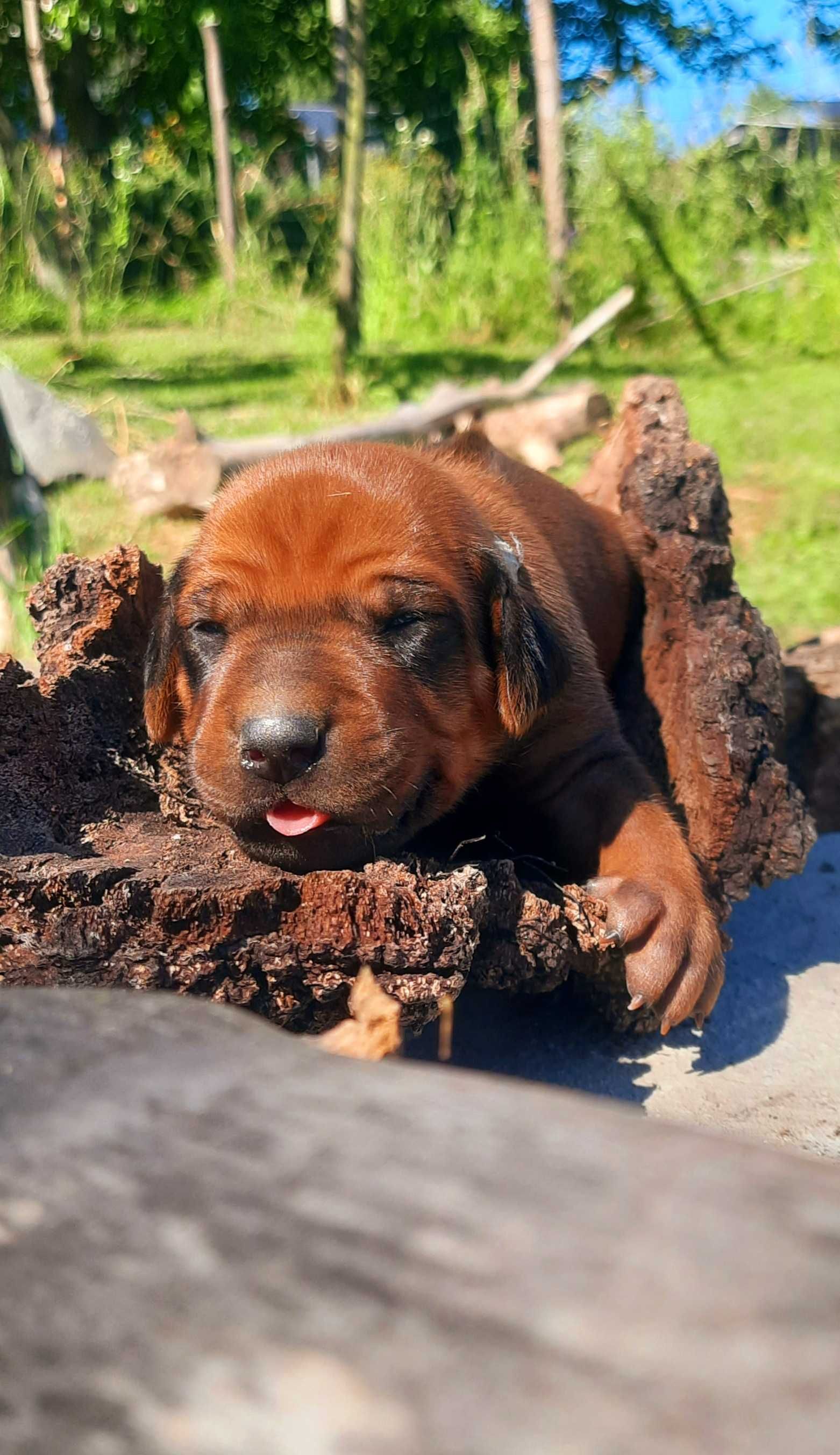 Szczeniak Rhodesian Ridgeback   - Hodowla ZKwP/FCI