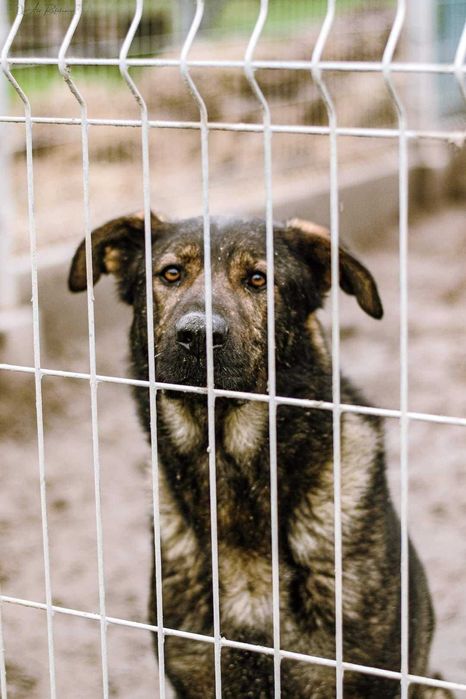 Duży pies Syriusz, aktywny i silny