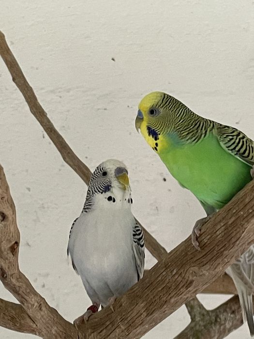 Periquitos autralianos