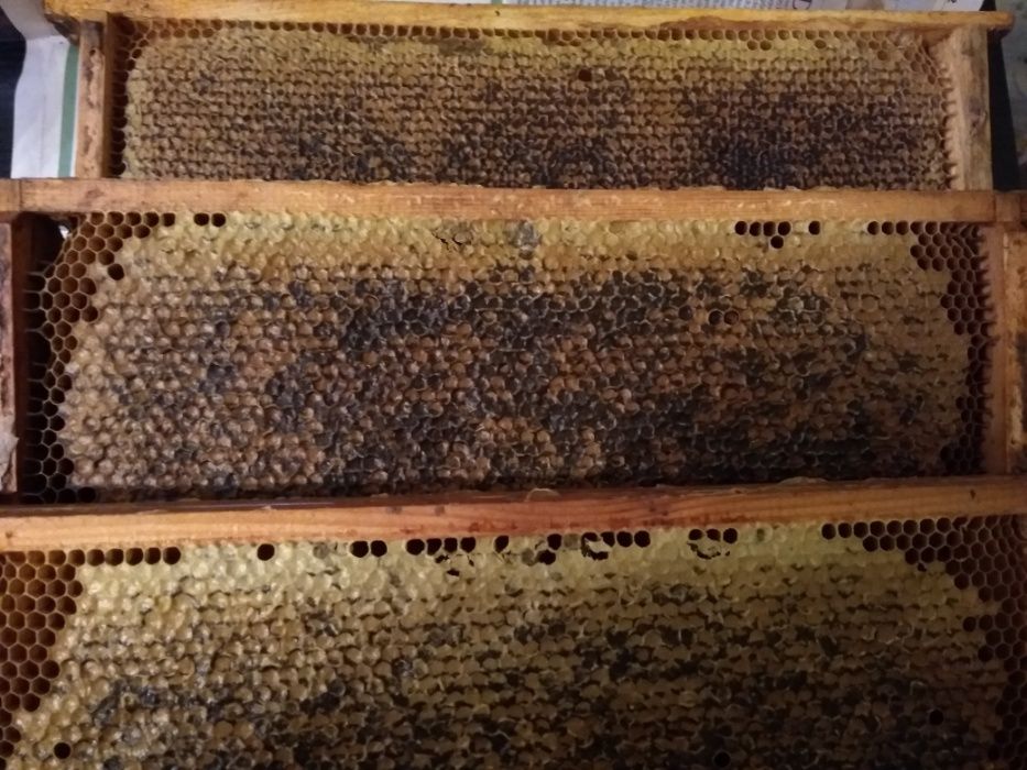 PROPOLIS. Kit pszczeli. świeżyj. ekologicznyj. naturalny