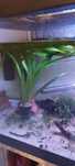 Plantas para Aquario