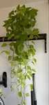 Epipremnum Neon (Golden Pothos), cała roślina, tylko odbiór osobisty