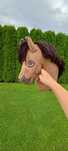 MNX Gniady Hobby horse
