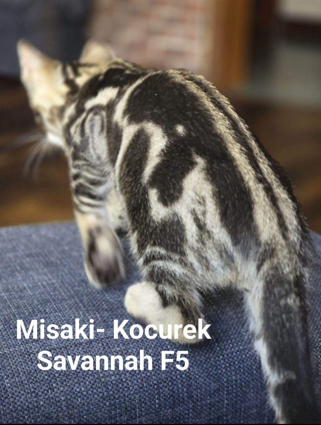 Kot Savannah F5- hybryda- najrzadszy marmurkowy-