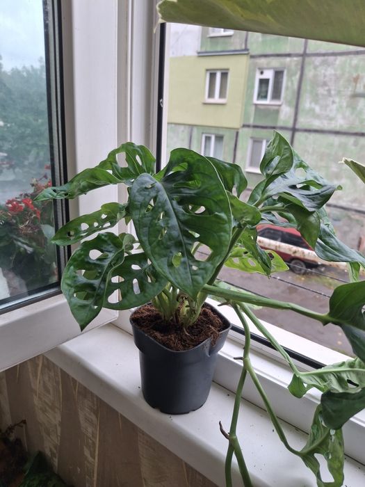 Комнатные растения, цветы.