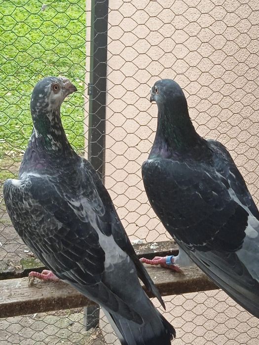 Sprzedam gołębie staropolskie