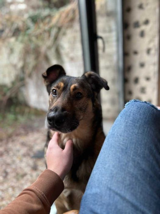 Wykastrowany pies w typie owczarka Belgijskiego. WARSZAWA