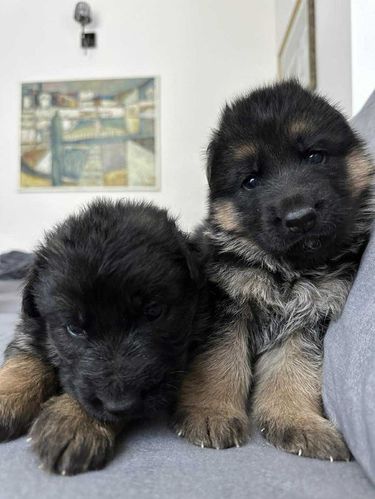 Owczarek Niemiecki suczka szczeniak ZKwP FCI po Zwycięzcy SG1 Słowacji