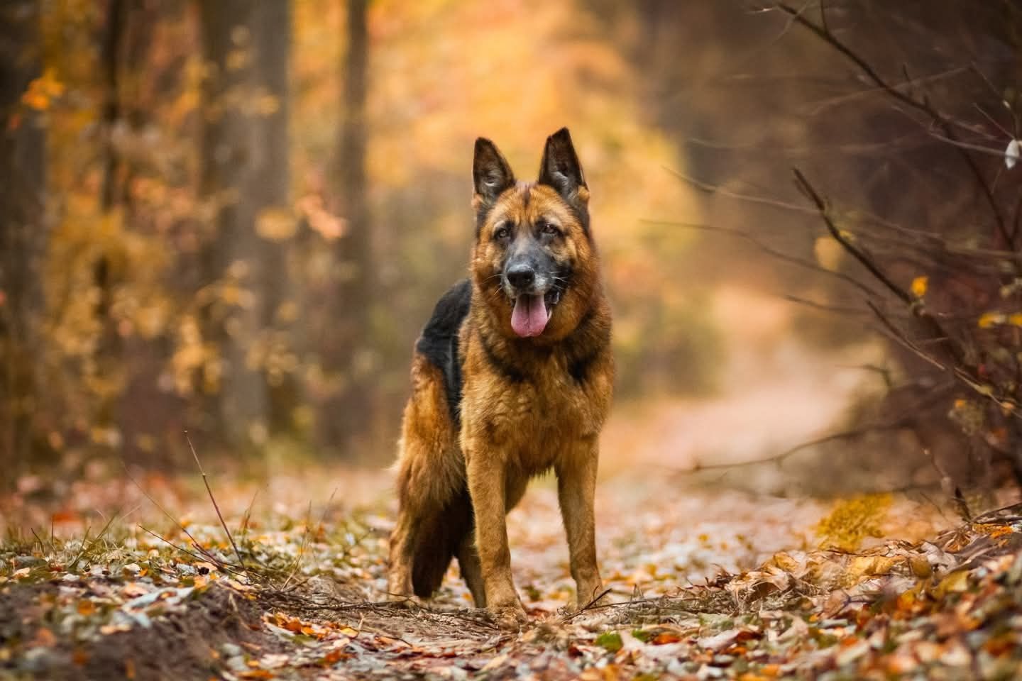Kochana Liszka w typie ON do adopcji!!