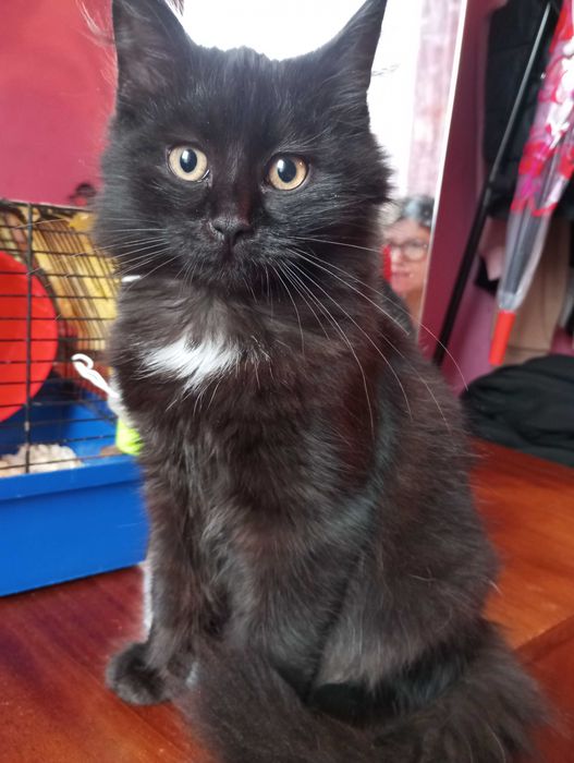 Кошеня шукає люблячу сім'ю