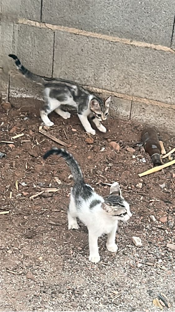 Gatinhos pra adoçao