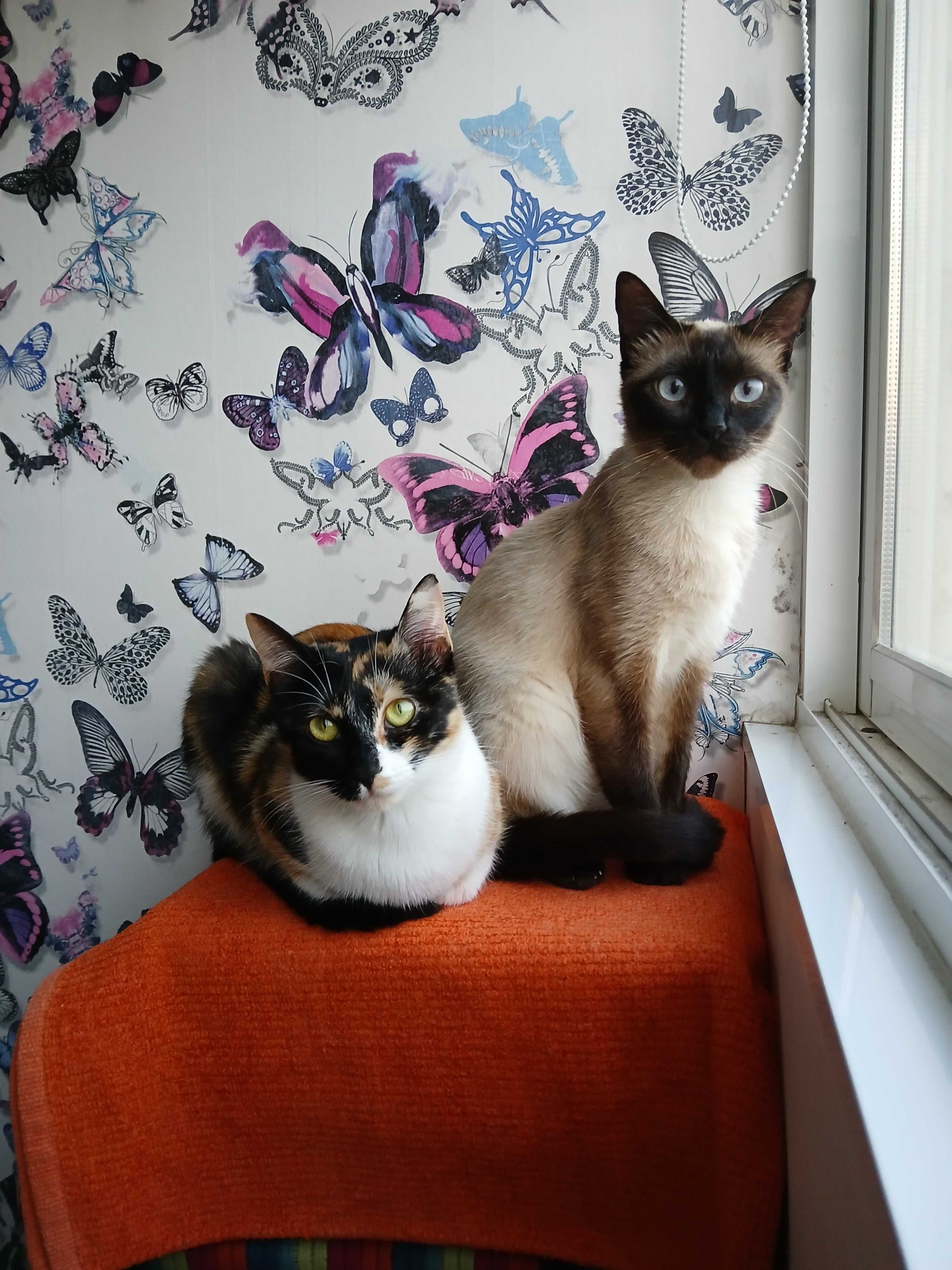 PETSITTING - Estadia Familiar - Oeiras