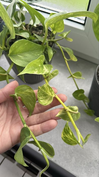 Епіпремнуми мікси золотистий, хеппі ліф, марбл кіін