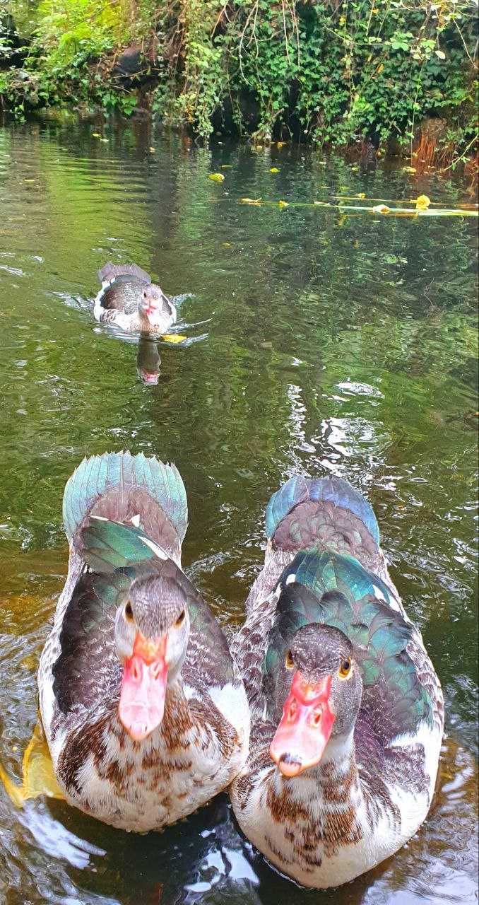 Patos Muscovy Jovens à Venda – Saudáveis e Bem Criados