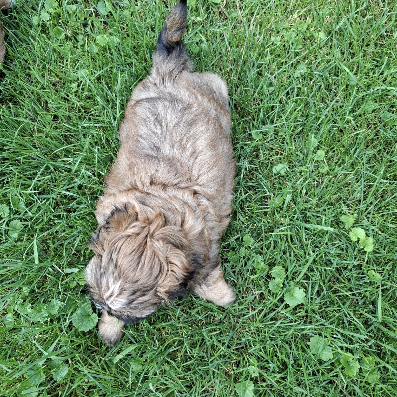 Pies samiec Shih tzu do odbioru koniec lipca