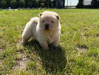 Chow chow piękny piesek