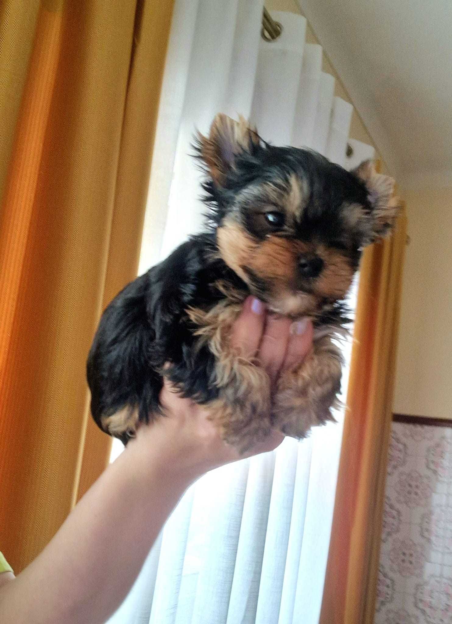 Cachorrinho Yorkshire