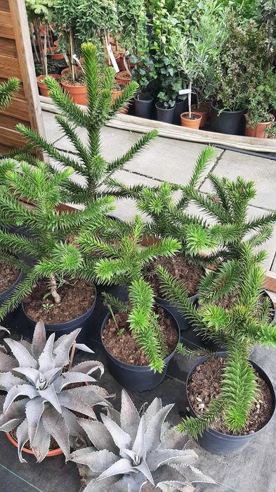 Araukaria chilijska, duże, dorodne okazy 50cm! Mrozoodporna