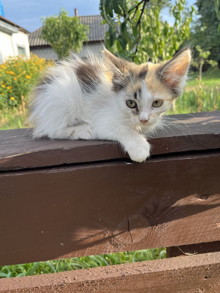 Кошенята безкоштовно