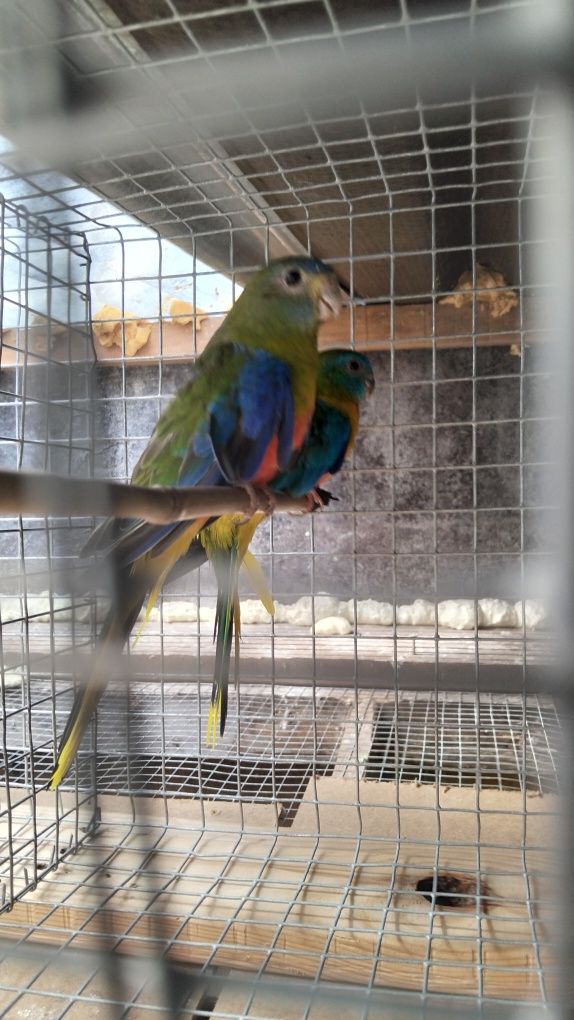 Turquosines reprodutores