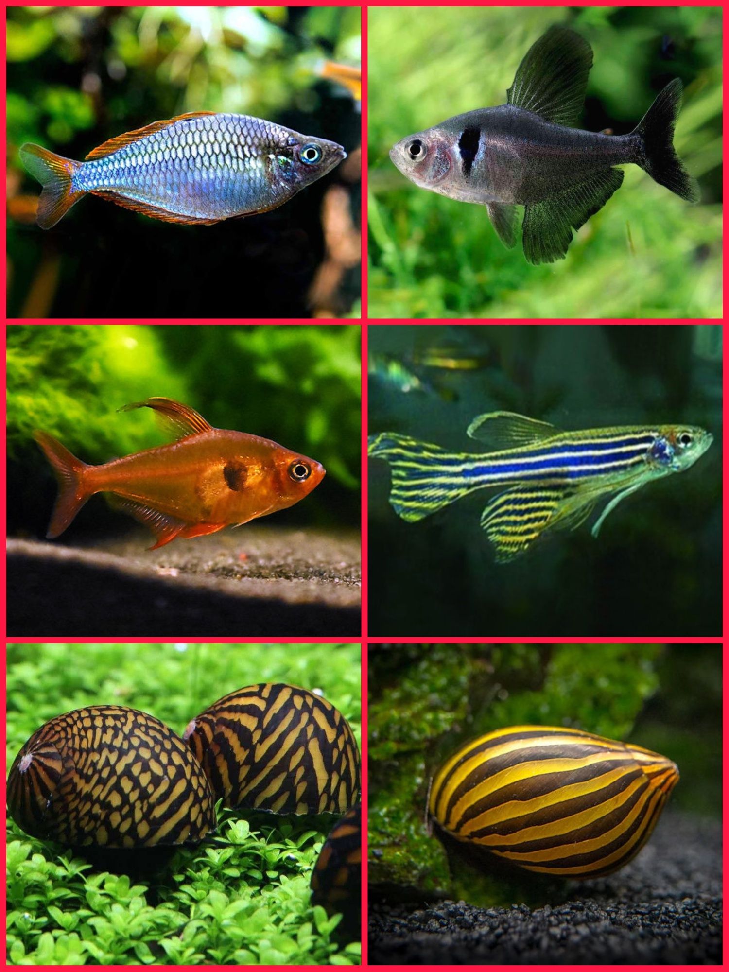 Aquasousa.com - Tetras, Guppys, Corydoras, Neons e muito muito mais...