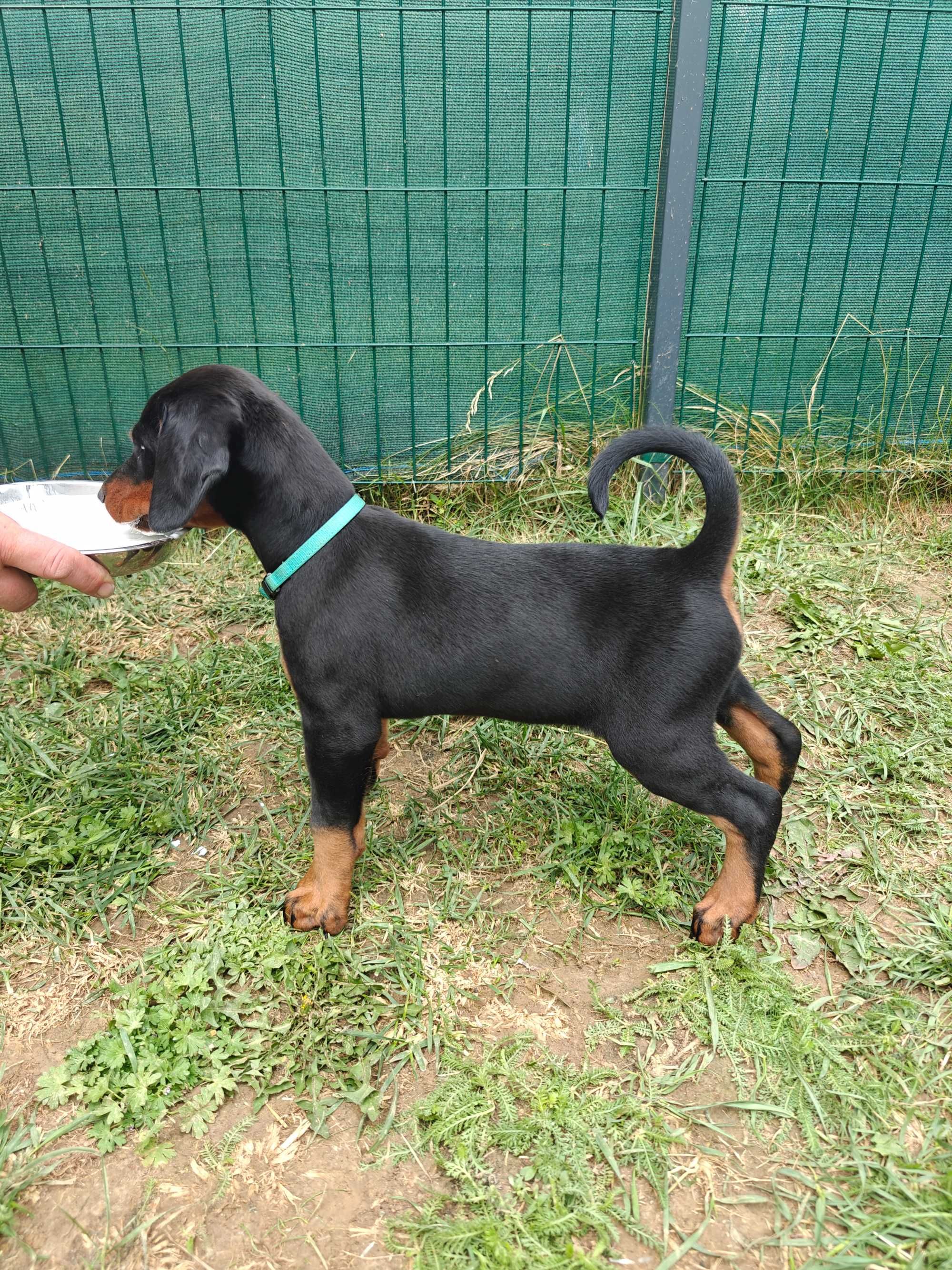 Suczka dobermana FCI po Championie z bardzo dobrym rodowodem ZKwP