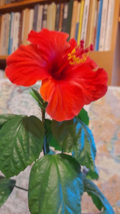 гибискусы комнатные