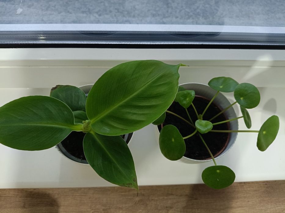 Kwiaty doniczkowe zestaw pieniążek i bananowiec