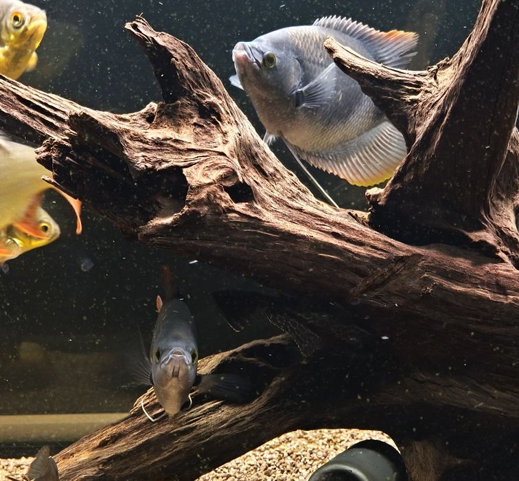 2 Gouramis gigante red tail