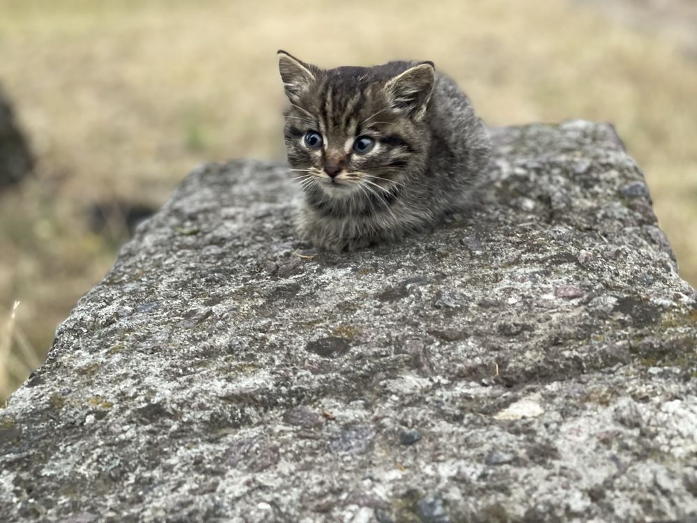 Кіт, котик, кошеня