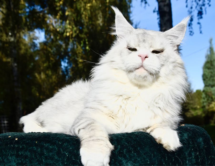 Hodowla kotów Maine Coon, Felis Polonia/FPL
