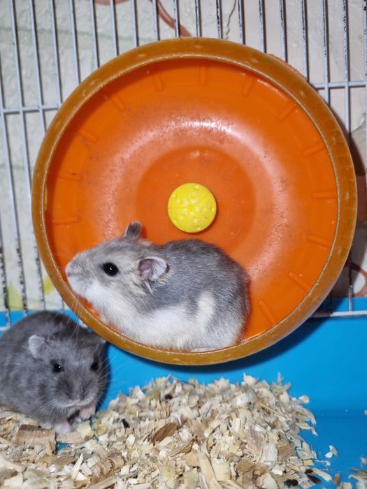 Джунгарські хом'ячки,маленькі, грайливі та ручні