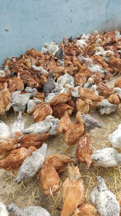 кури несушки та молодки