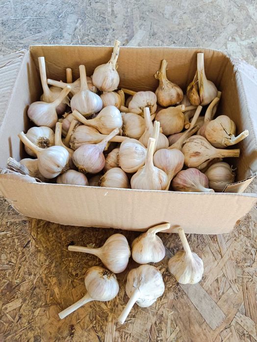 Czosnek Harnaś 5,5 cm 80 sztuk Ornak 5,0 80 sztuk