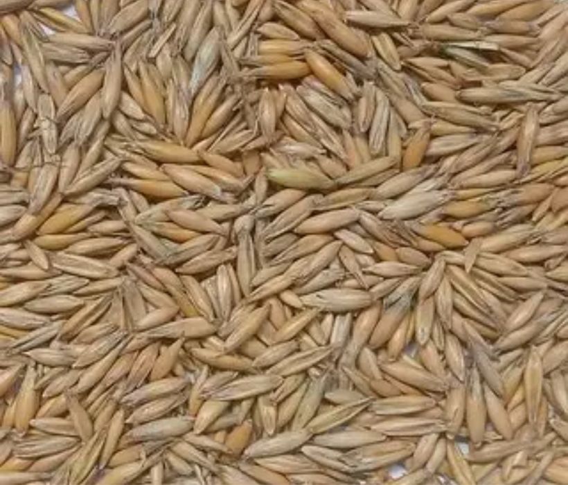 Продам овес/ пшеницю