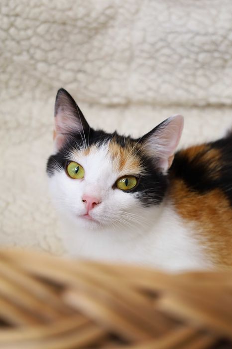 10 miesięczne rodzeństwo czekający na kochającą rodzinę. Adopcja