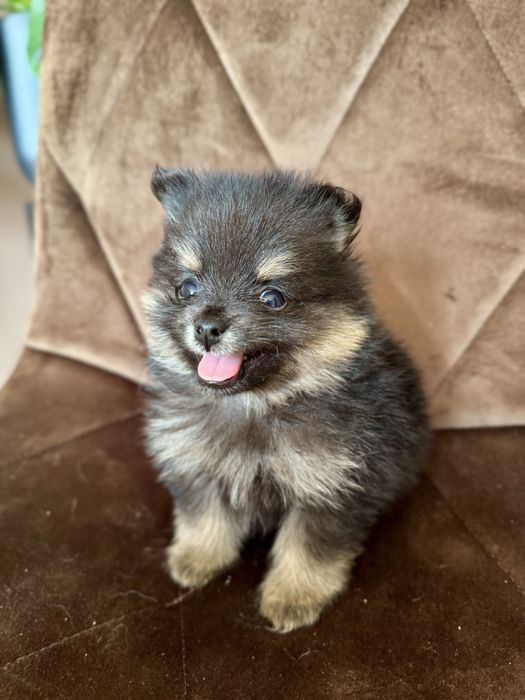 Szpic miniaturowy pomeranian black tan sunia/piesek
