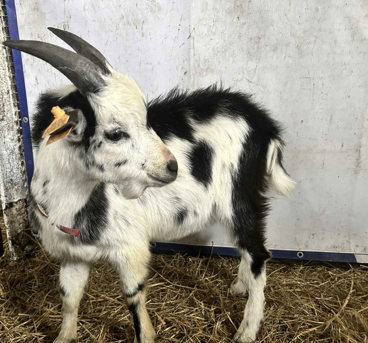 Capek z lipca 2025 zarejestrowany