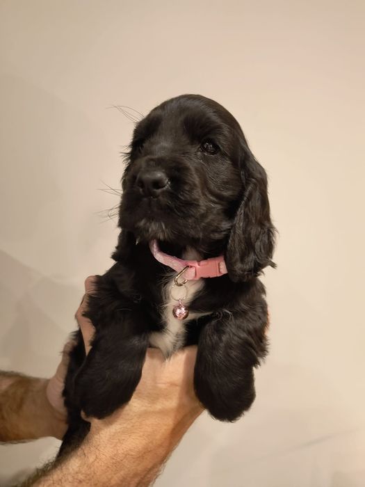 Cocker spaniel angielski suczka czarna