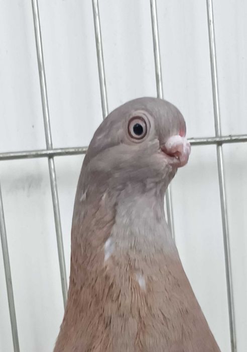 Gołebie ozdobne blauwindry samica